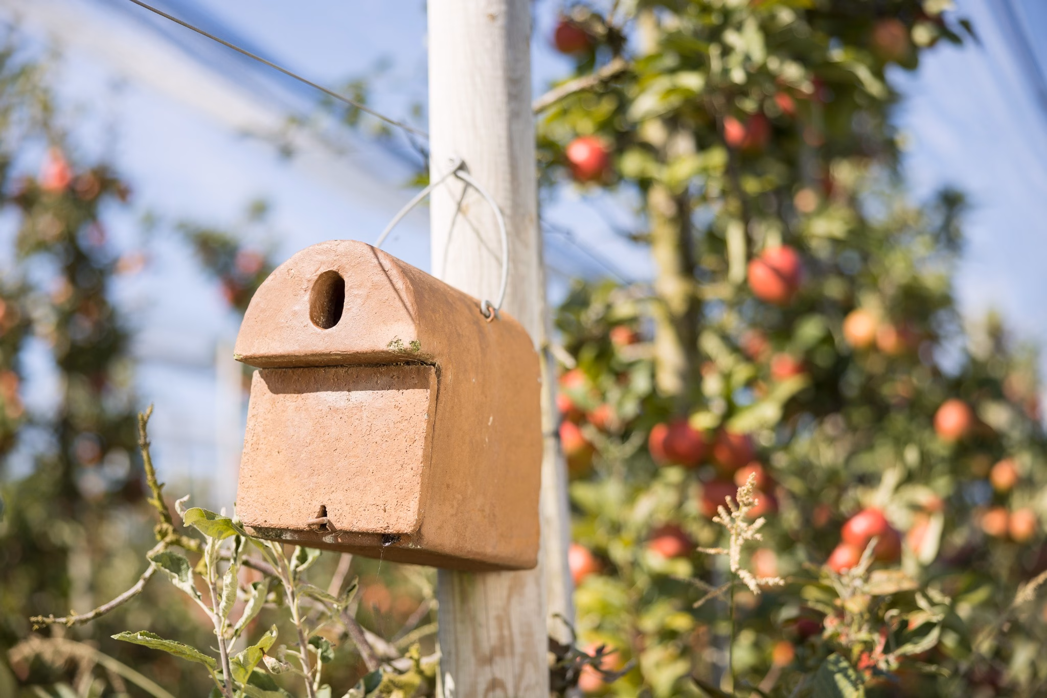 Der Bodensee summt: Wie Obstbauern dem Bienensterben trotzen