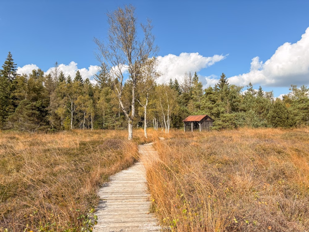 Wurzacher Ried im Herbst: Wanderrouten, Parken und Tipps für einen ganzen Tag